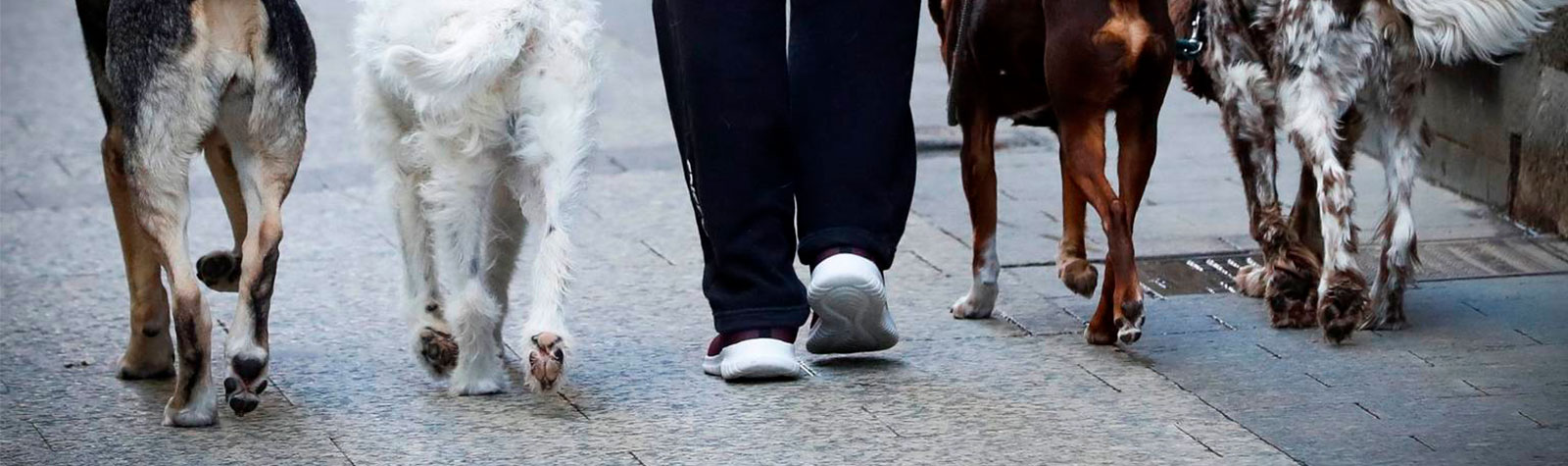 Cómo pasear a tus mascotas en época de Coronavirus