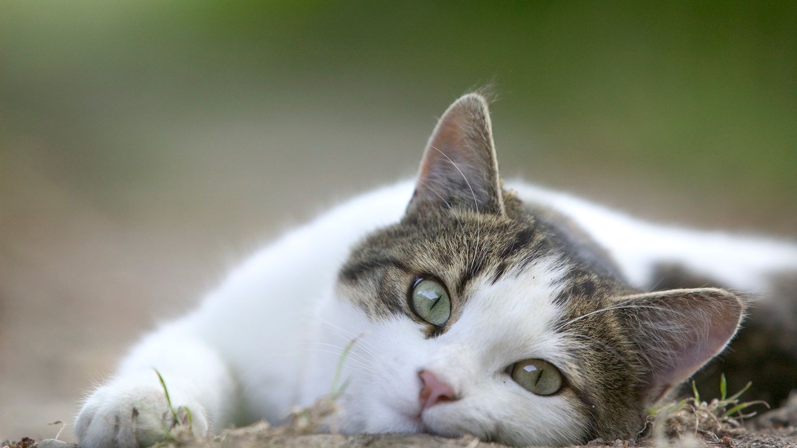 Los gatos y el poder sanador del ronroneo
