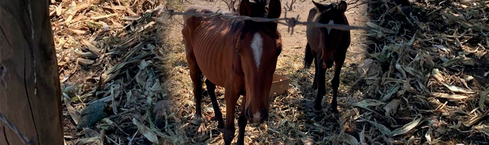 Vecinos al rescate de animales en abandono