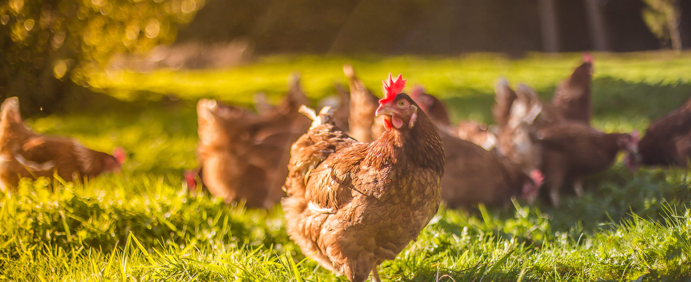 ¿Son los huevos de gallinas libres más saludables?