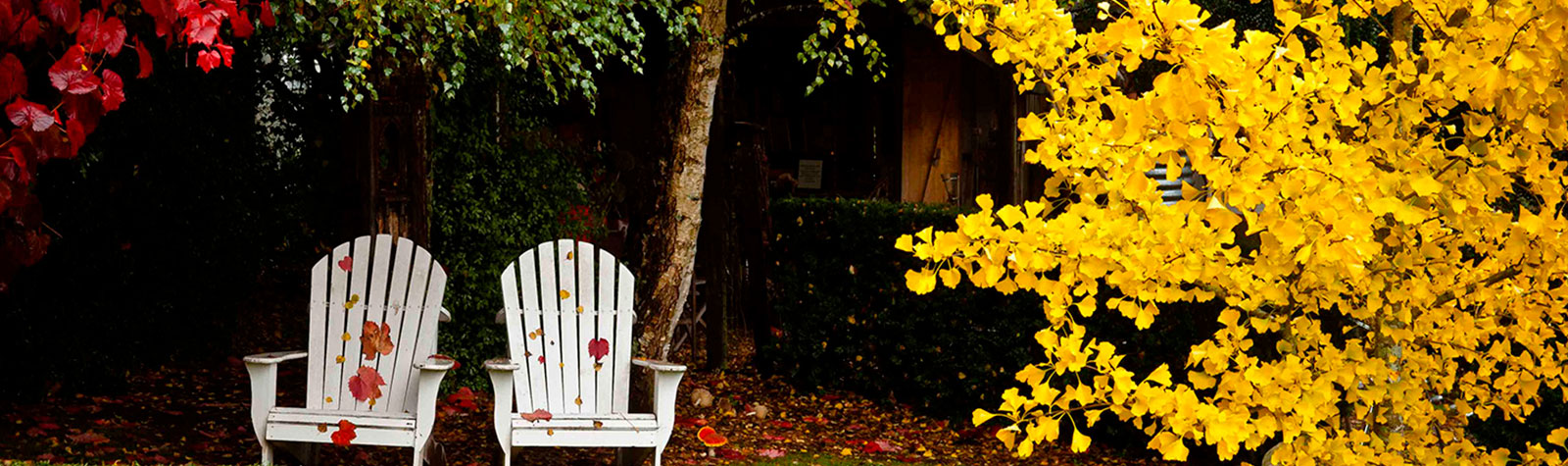 Las temidas heladas de invierno: ¿Peligra nuestro jardín?