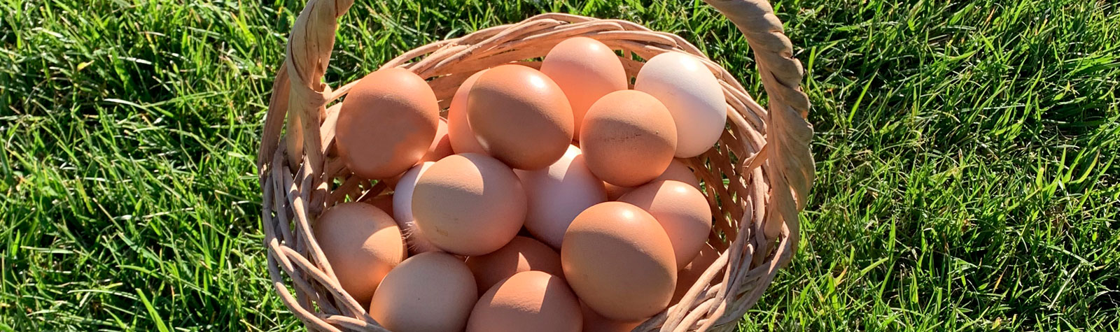 Novedades en Eco-Finca: Gallinas felices, huevos saludables