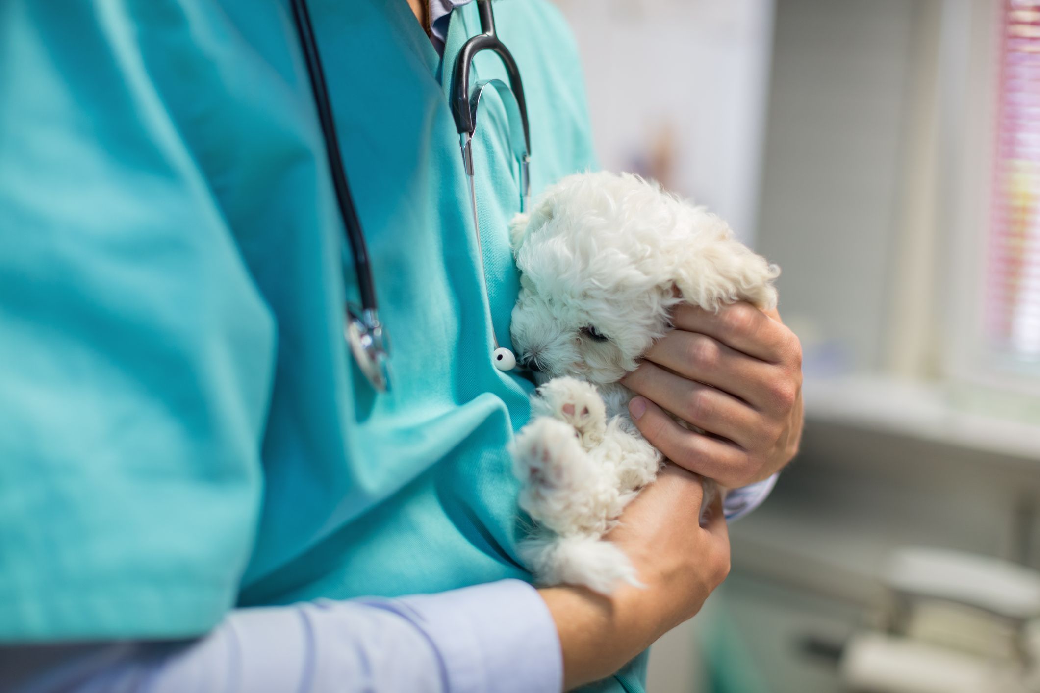 ¿Pueden las mascotas contagiarse de coronavirus?