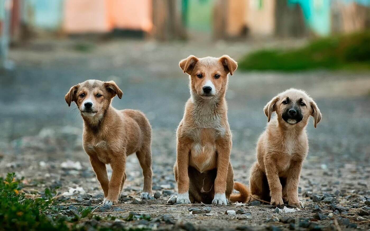 Día Mundial del Perro Callejero