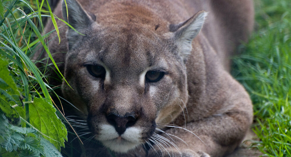 Avistamientos de pumas en Chicureo: ¿Qué hacer si nos encontramos con uno?