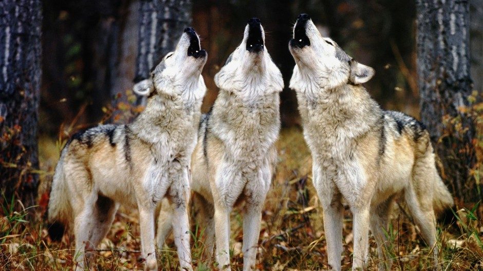 Auuuu: El por qué los perros aúllan