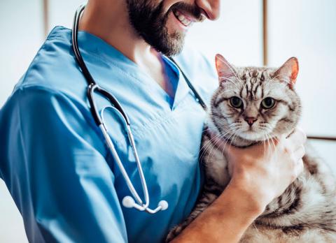 La veterinaria y los múltiples cuidados que tienen para tu mascota