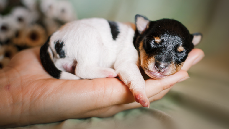Fox Terrier Chileno: nuestra raza nacional canina