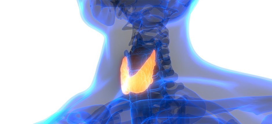 Tiroides: principales enfermedades que la afectan Bocio, hipotiroidismo e hipertiroidismo son las más frecuentes