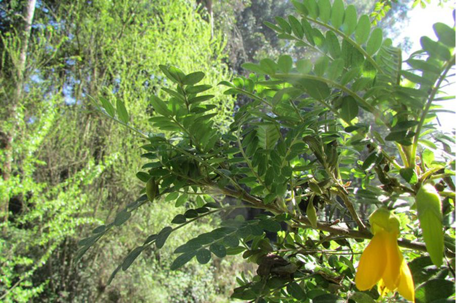 Toromiro: después de seis décadas el milenario árbol de Rapa Nui volverá a la isla tras ser declarado extinto