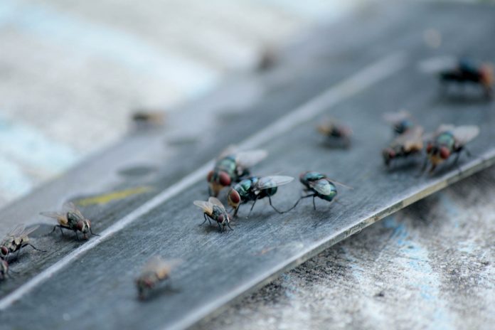 Experto explica a qué se debe la aparición repentina y masiva de moscas