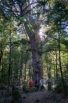 Los bosques están en peligro y necesitan sumar guardianes para que los protejan