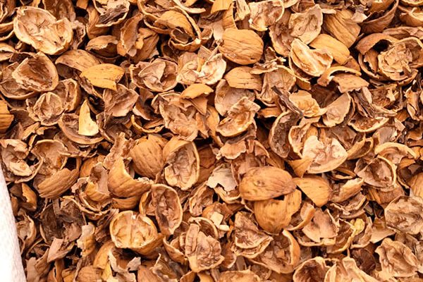 Cáscara de nueces 2