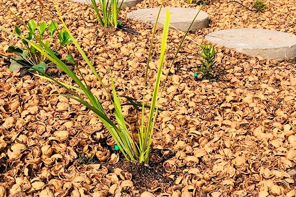 Revista VDS Chicureo AgroNut: la magia de la cáscara de nuez