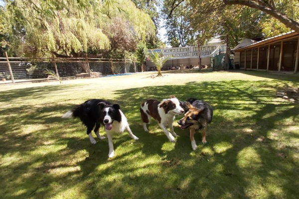 Revista VDS Chicureo Alto Pet Veterinaria
