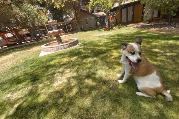 Revista VDS Chicureo Alto Pet Veterinaria