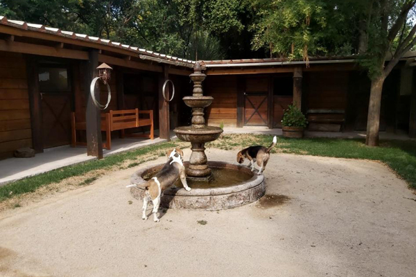 Revista VDS Chicureo Alto Pet Veterinaria