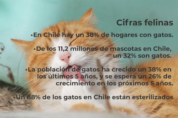 Revista VDS Chicureo, Esterilizar y adoptar, el desafío en este Mes de los Gatos